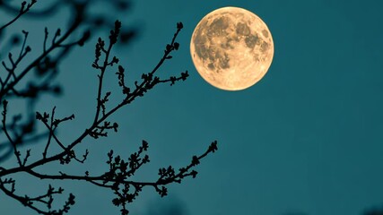 Wall Mural - Full moon through tree branches