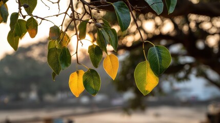 Poster - Bodhi Tree Leaves Illuminated by the Warm Glow of Sunrise Under Bright Morning Light