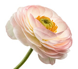 Ranunculus png fresh ranunculus flower png wedding bouquet bloom png delicate layered petals png spring floral design png transparent background
