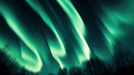 Wall Mural - glowing aurora borealis above forest trees at night.
