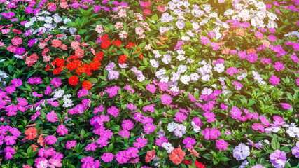 Wall Mural - vivid colorful Impatiens walleriana blooming flowers on a flower bed in garden in summer. Beautiful floral background