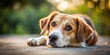 © udomsak - A dog with its head tilted to the side, resting on the ground with relaxed expression , animal, pet,  animal, pet, animal behavior
