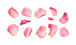 © SBAPNA- GRAPHIC - An elegant collection of soft pink flower petals isolated on a transparent background, png