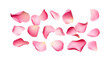 © SBAPNA- GRAPHIC - An elegant collection of soft pink flower petals isolated on a transparent background, png