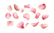 © SBAPNA- GRAPHIC - An elegant collection of soft pink flower petals isolated on a transparent background, png