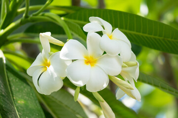 Wall Mural - White Frangipani flower Plumeria alba with green leaves