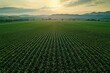 © jenk - Expansive agricultural field under a golden sunset.