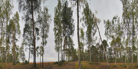 Wall Mural - landscape with follen leaves between pines and birches