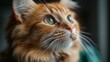 © sal - Orange Tabby Cat Head Looking Up