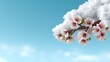 © Nilawan - Snow Covered Delicate Pink Blossoms on Branch Against Blue Sky