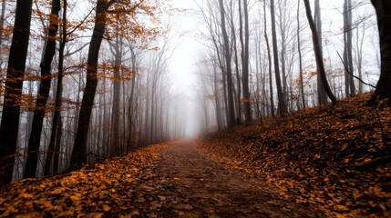 Wall Mural - misty forest path with fallen leaves leading into fog-covered trees, creating a serene atmosphere
