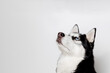 © KDdesignphoto - Funny husky with beautiful big blue eyes on gray background. Lovely fluffy dog licking lips. Free space for text. Wide angle horizontal wallpaper or web banner.