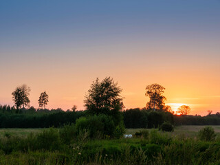 Wall Mural - Silhouette of trees and hot blue sunset sky. Nobody. Calm and relaxing nature scene.