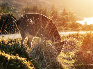 Wall Mural - Deer grazing grass behind illuminated tall grass. Warm sun light in the background. Selective focus.
