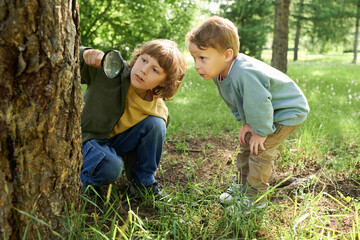 Wall Mural - Full length portrait of two young brothers using magnifying glass and looking at bugs and insects on trees in green forest adventuring in nature together