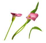 Set of red flowers and green leaves of calla (Zantedeschia) isolated on white or transparent background
