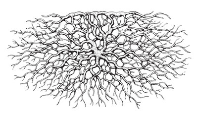 Detailed Root Branch Silhouette Vector with Organic Twisting Lines and Intricate Natural Tree Pattern