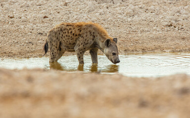 Wall Mural - Spotted hyena (Crocuta crocuta) drinking from a well