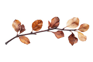 Poster - Branch with autumn leaves showcasing vibrant orange and brown hues on a transparent background for graphic design purposes