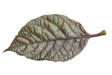 Aufkleber - Detailed close-up of a dried leaf with a transparent background showcasing intricate vein patterns and natural textures in a minimalist style