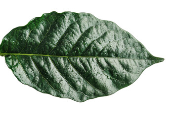 Aufkleber - Detailed close-up of a dried leaf with a transparent background showcasing intricate vein patterns and natural textures in a minimalist style