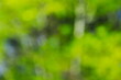 © 写真小僧 - 新緑の樹木と光をぼかした緑の背景素材
