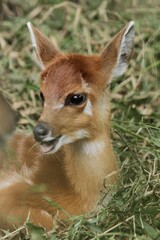Wall Mural - closeup of little sitatunga relaxing on the grass
