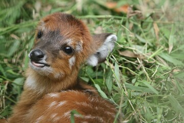 Wall Mural - closeup of little sitatunga relaxing on the grass
