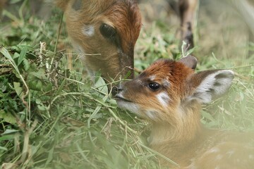 Wall Mural - closeup little sitatunga with its mother