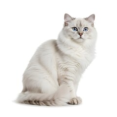  british shorthair cat
