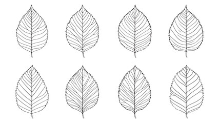 Elm leaf natural tree leaf design