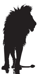 Wall Mural - Lions silhouette isolated in White background 
