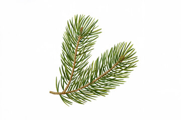 Fir tree branch isolated on white background in a botanical arrangement