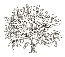 Wall Mural - Tree sketch. Deciduous tree. Vegetation. Hand drawn illustration with black outline. Sketch in ink illustration landscape