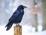 Black raven standing on wood