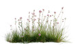 © TareqHossain - Meadow Grass with Wildflowers Isolated Background