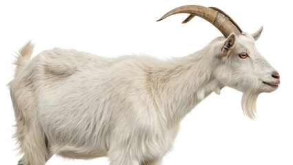 full body shot of a white goat , generative ai