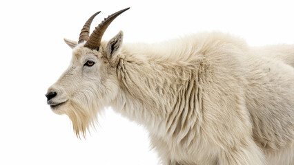 full body shot of a white goat , generative ai