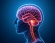 © MDTANVIR - Futuristic 3D Rendering of Human Brain Activity in Female Profile – Transparent Head and Spine Visualizing Neural Network and Central Nervous System in Digital Medical Illustration