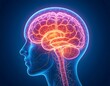 © MDTANVIR - Futuristic 3D Rendering of Human Brain Activity in Female Profile – Transparent Head and Spine Visualizing Neural Network and Central Nervous System in Digital Medical Illustration