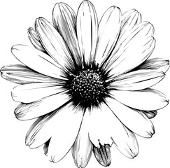 Poster - Black and white sketch of a daisy with detailed petals and center. Vector illustration