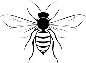 Poster - Black and white silhouette of a bee with detailed wings and body, vector design. Vector illustration