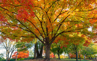 Wall Mural - beautiful fall landscape with towering maple trees - glorious reds, yellows and orange leaves bright