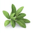 © NikahGeh - Fresh sage leaves cluster on white background.