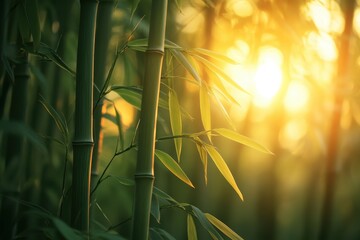 Aufkleber - Sunset through bamboo stalks creates a serene ambiance in a lush forest, illuminating the golden hour with warm light