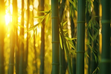 Aufkleber - Bamboo stalks in a sunlit forest creating a serene atmosphere, showcasing nature's beauty and tranquility amidst lush greenery during the golden hour