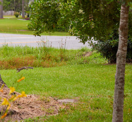 a northern gray squirrel (sciurus carolinensis) playing on the concrete driveway and on the front la
