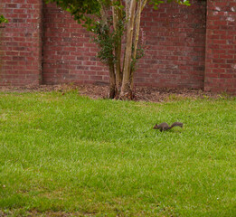 a northern gray squirrel (sciurus carolinensis) playing on the concrete driveway and on the front la