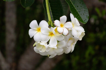 Wall Mural - White Frangipani flower Plumeria alba with green leaves
