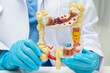 © kanruthai - Intestine, doctor holding human anatomy model for study diagnosis and treatment in hospital.